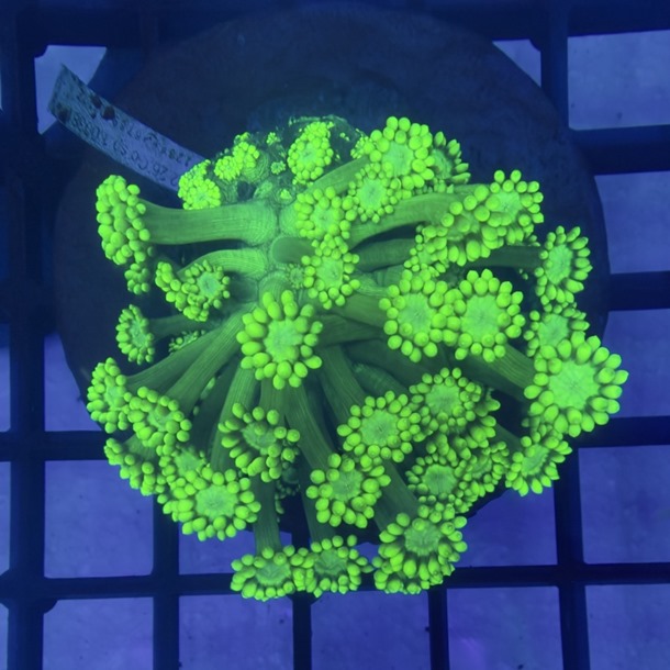 Ultra Green Goniopora
