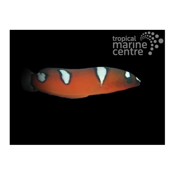 Red Clown Wrasse