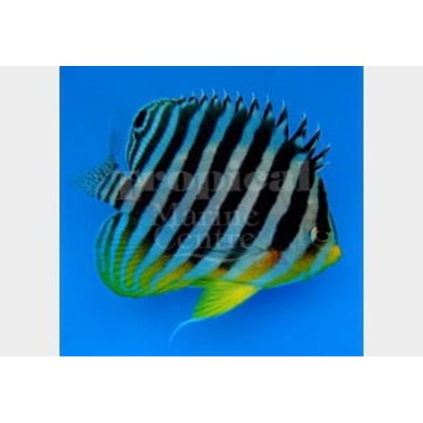 MultiBar Dwarf Angel Fish