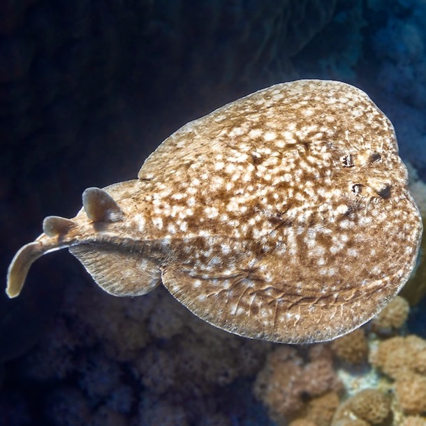 Electric Ray