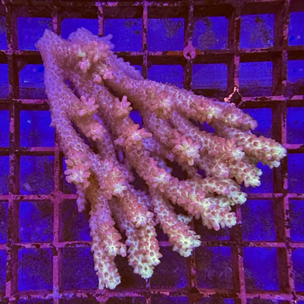 Strawberry Shortcake Acropora