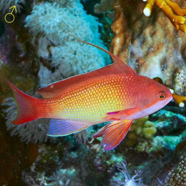 Lyretail Anthias