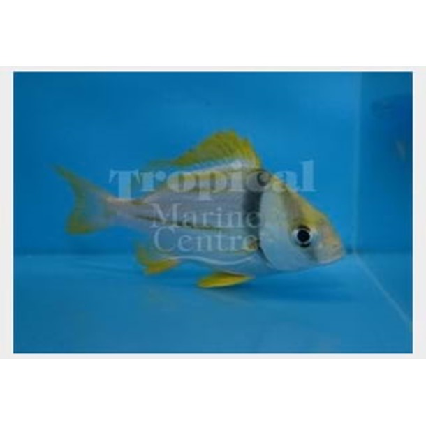 Porkfish