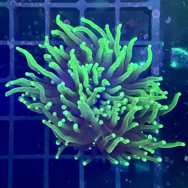 Black Forest Torch Frag