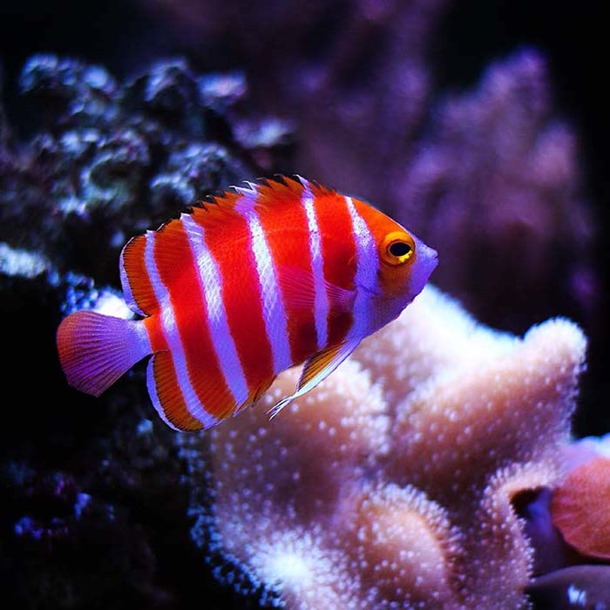 Peppermint Dwarf Angel Fish