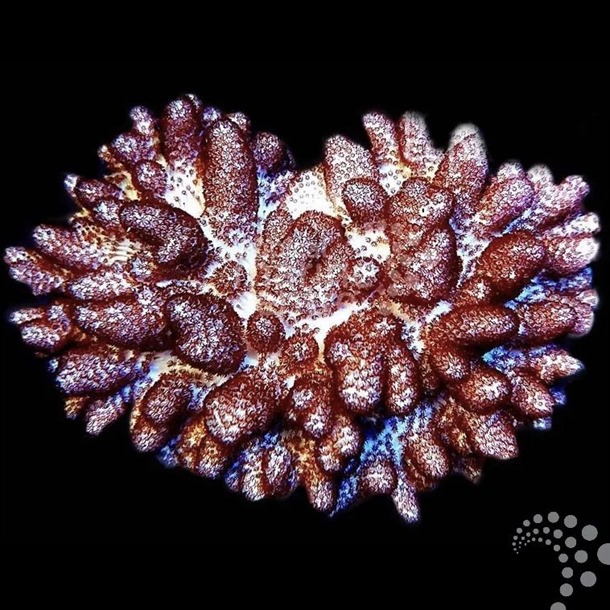 Pussey Coral