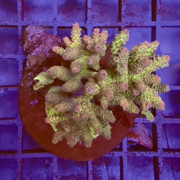 Acropora Colony