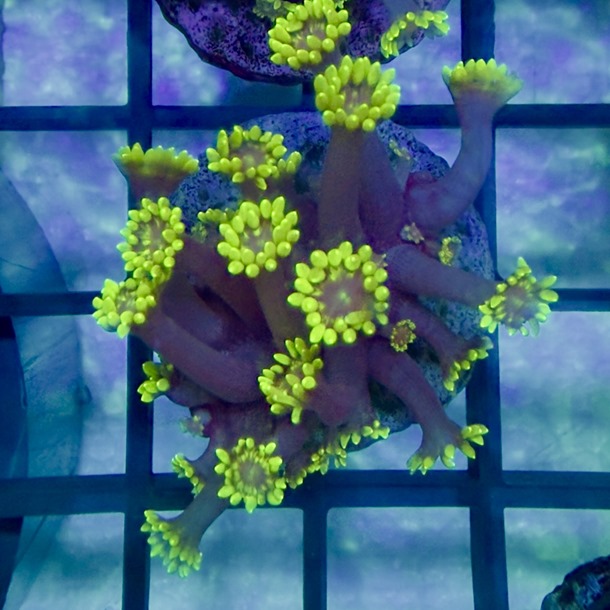 Grinch Goniopora Frag