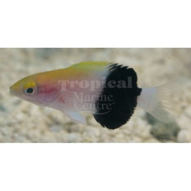 Saddleback Hogfish