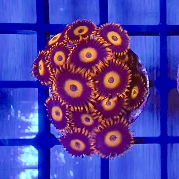 Red Blue Zoa Frag