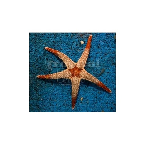 Pearl Starfish