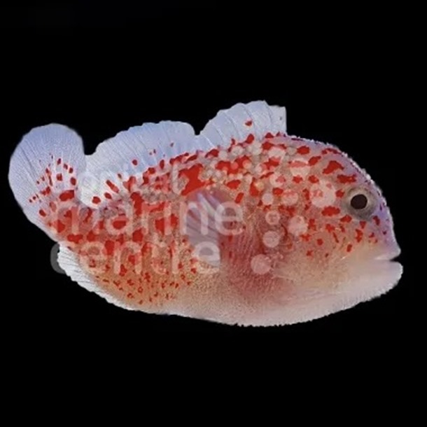 Spotted Coral Croucher Goby