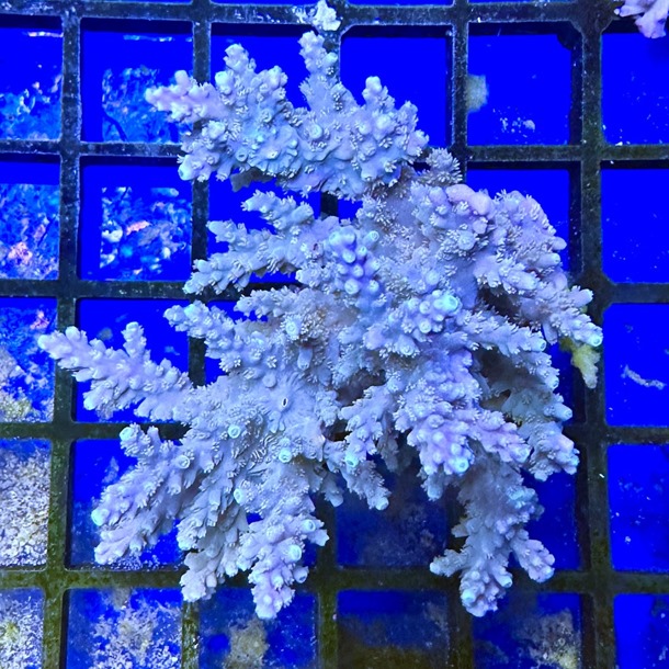 Oz Acropora Colony