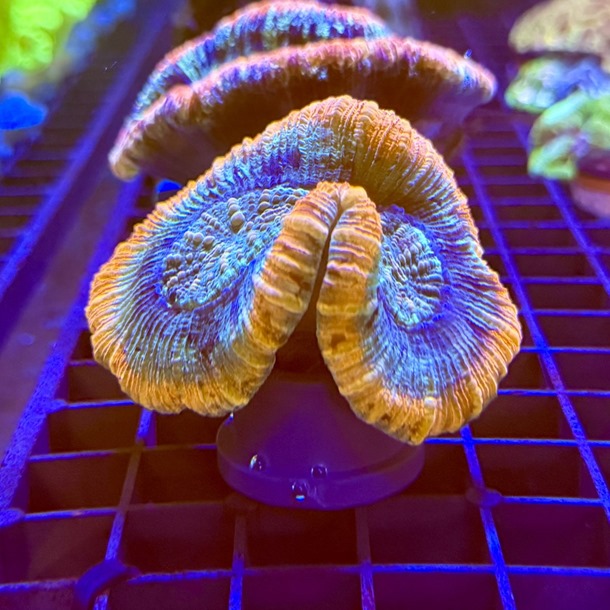 Rainbow Trachyphyllia