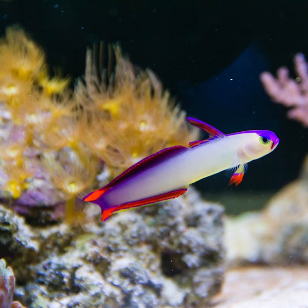 Purple Firefish