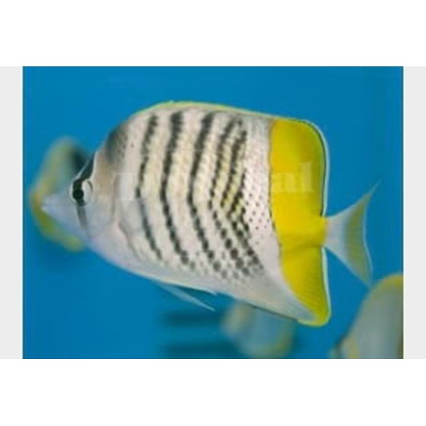 Merten's Pearlscale Butterflyfish