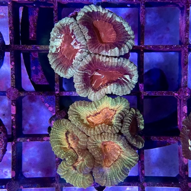 Favia Frags