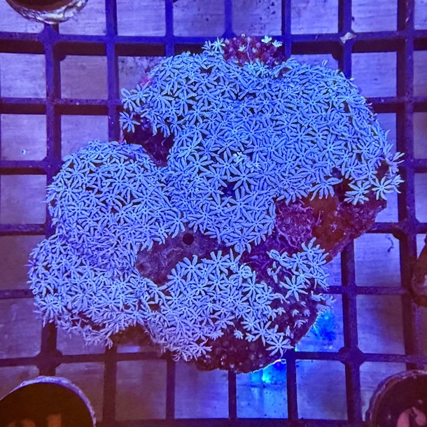 Silver Organ Pipe Coral