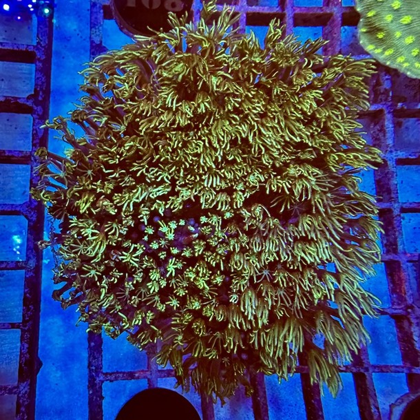 Ultra Organ Pipe Coral