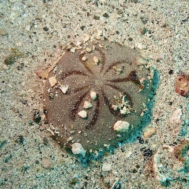 Sand Dollar
