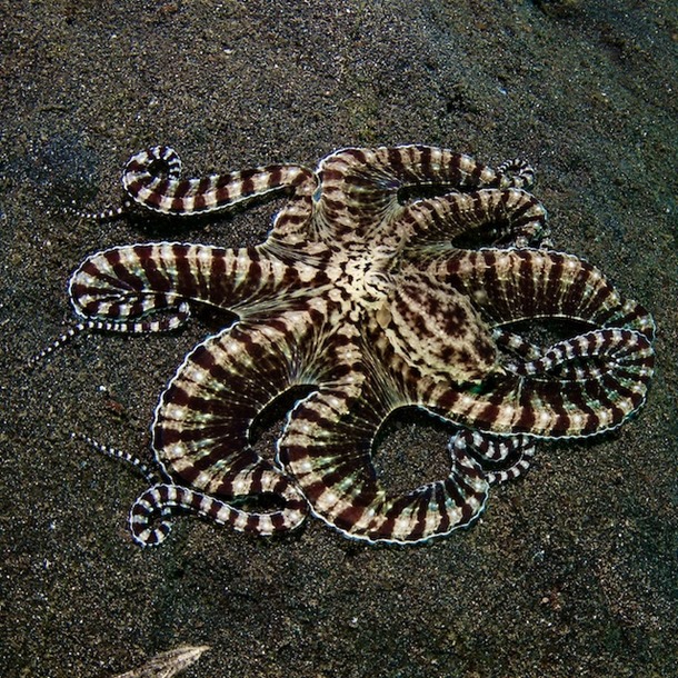 Mimic Octopus