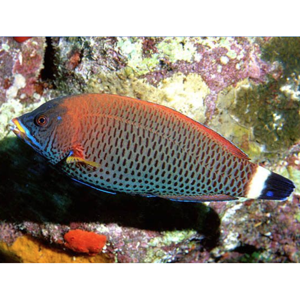 Chiseltooth Wrasse