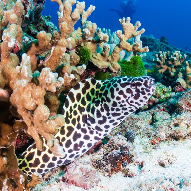 Leopard Moray Eel