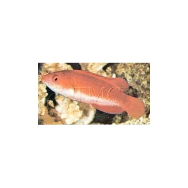 Redfin Fairy Wrasse