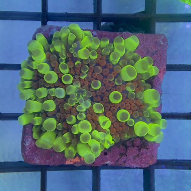 Ultra Spot Ricordea Mushroom