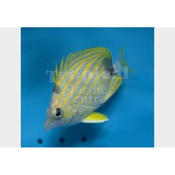 Blue Stripe Butterflyfish