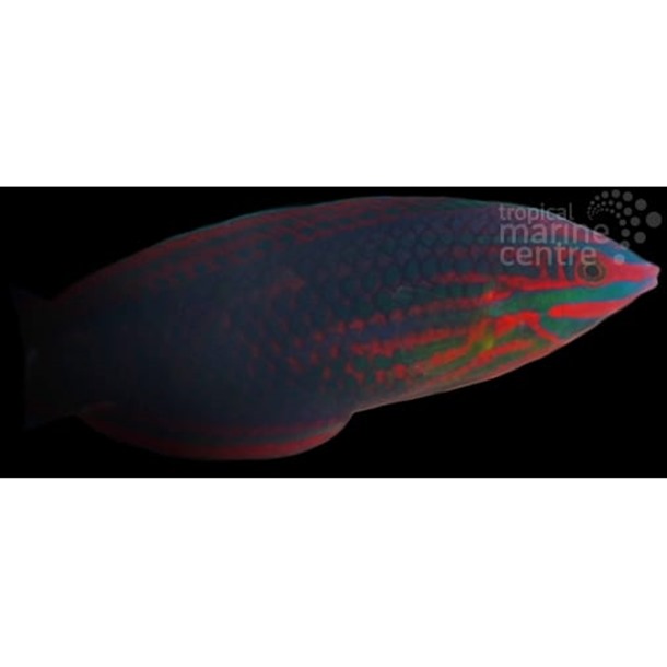 Twospotted Wrasse