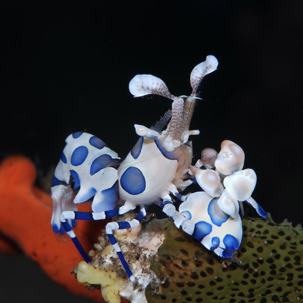 Harlequin Shrimp