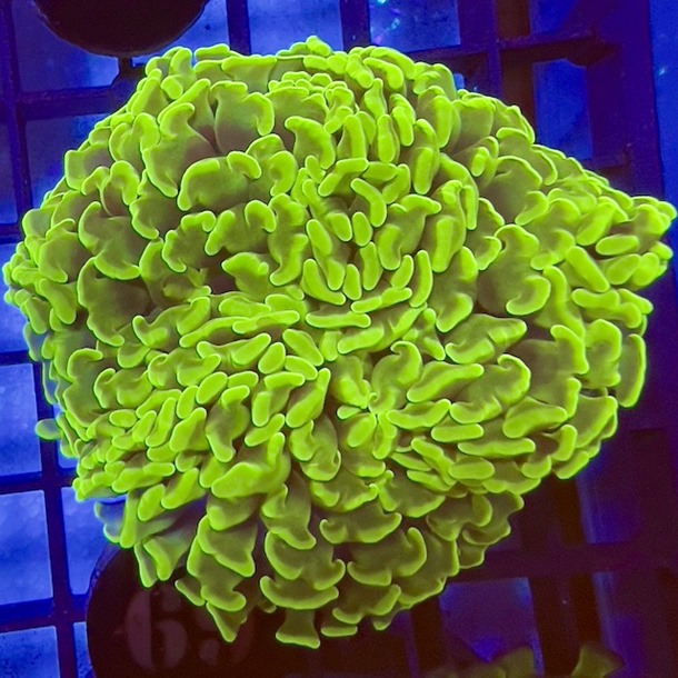Ultra Green Hammer Coral