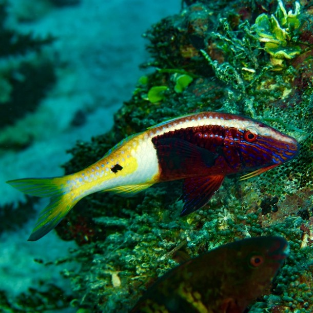 Bicolour Goatfish