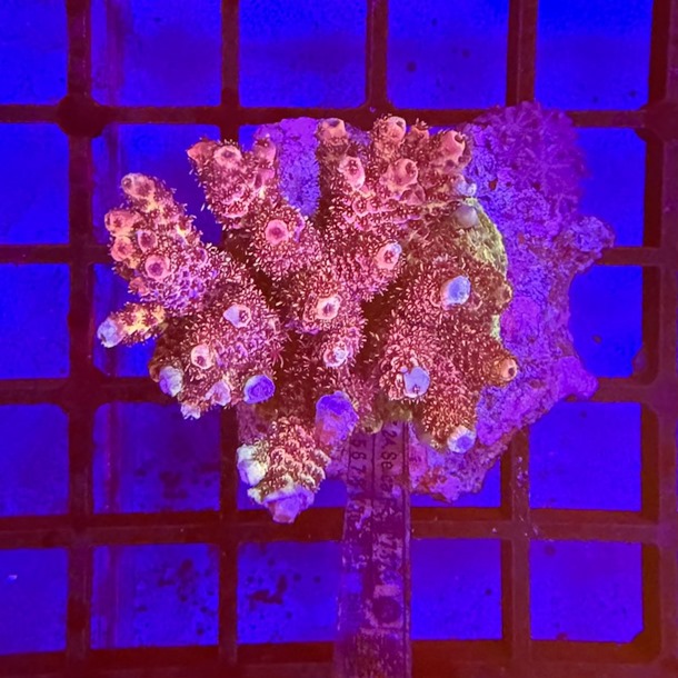 Acropora Colony