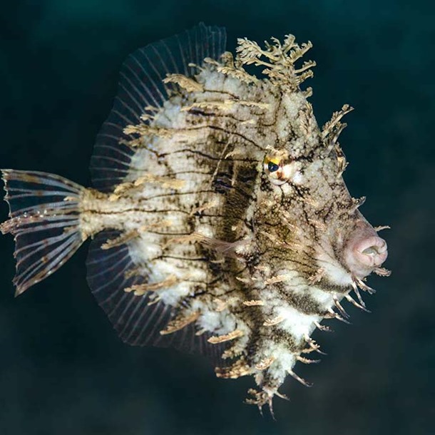 Tassel Filefish
