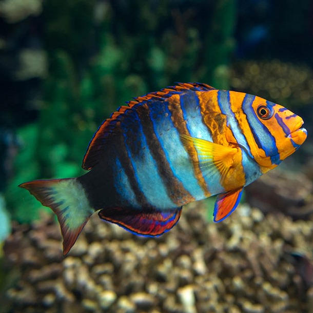 Harlequin Tuskfish