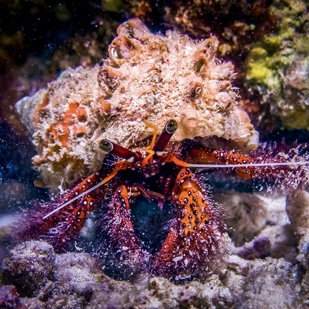 Giant Hairy Hermit Crab