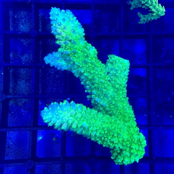 Oz Acropora Colony