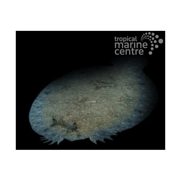 Leopard Flounder