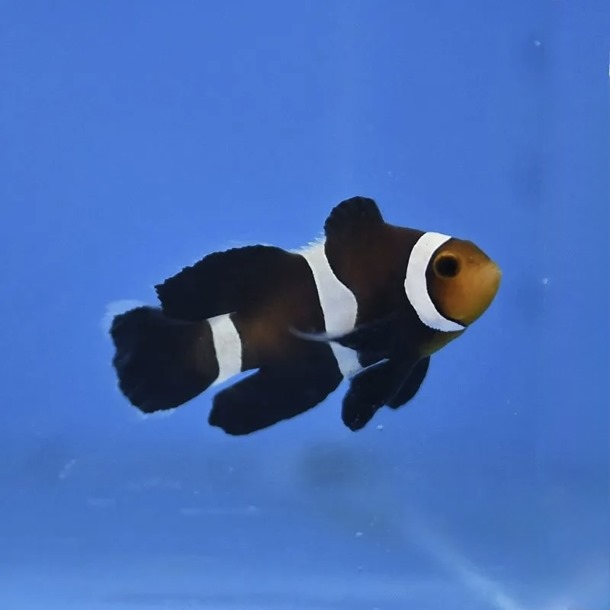 Longfin Darwin Clownfish