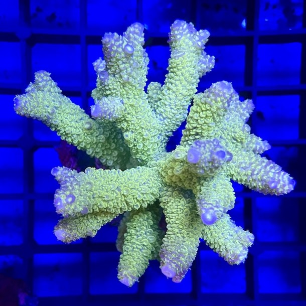 Acropora Colony