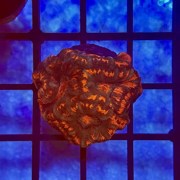 Red Acan Frag