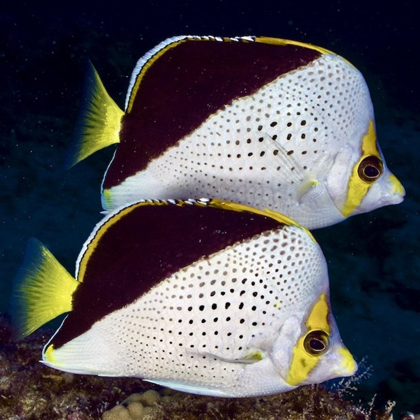 Tinker's Butterflyfish