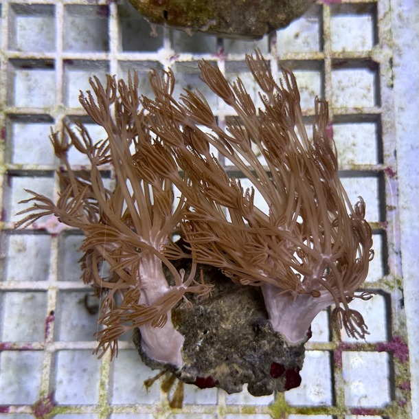 Xenia Colony