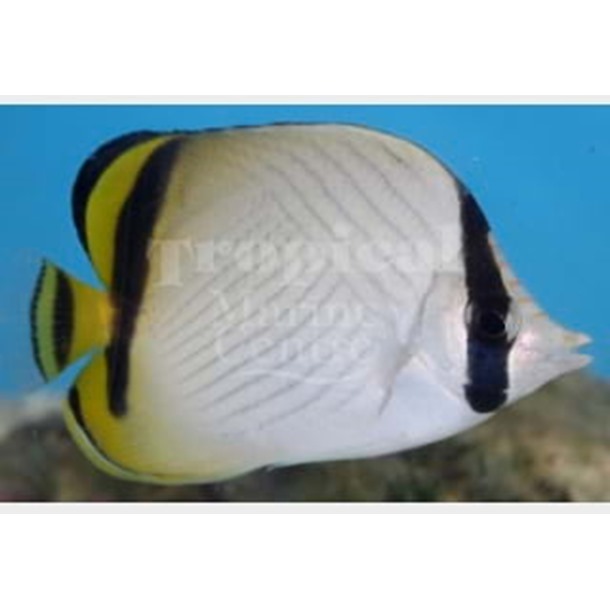 Vagabond Butterflyfish