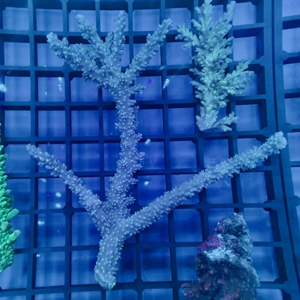 Oz Acropora Colony