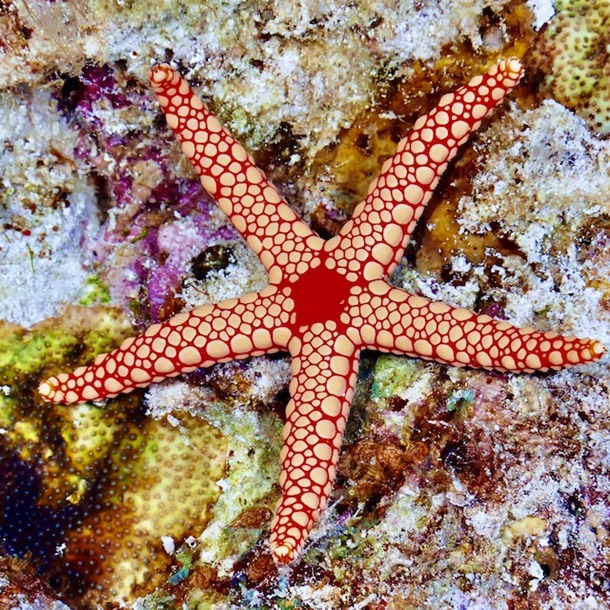Maldive Starfish