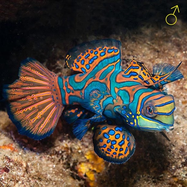 Mandarin Fish