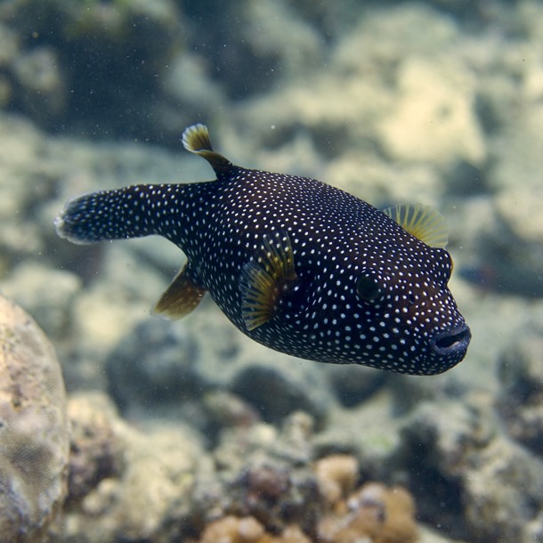 Golden Dogface Puffer